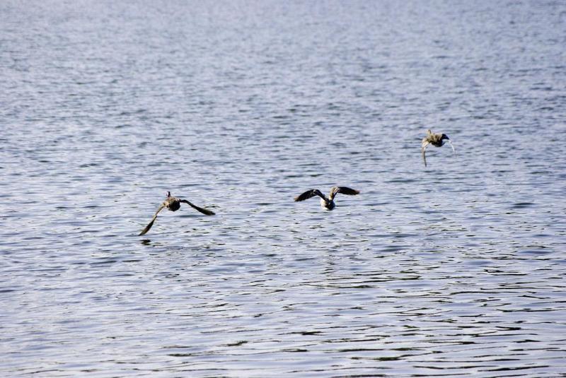 ホテル Ibis Tours Sud シャンブレー・レ・トゥール エクステリア 写真